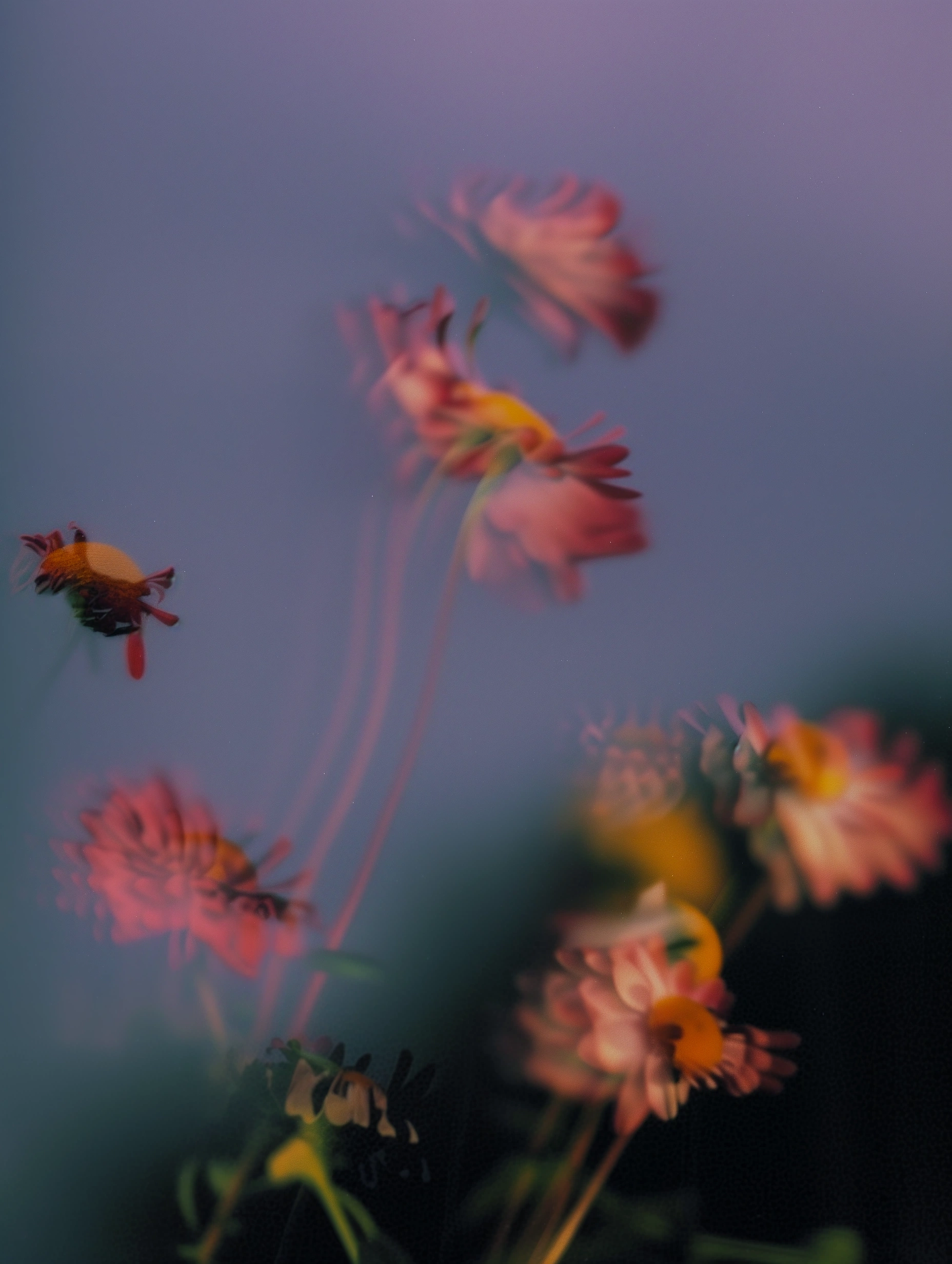 My Website